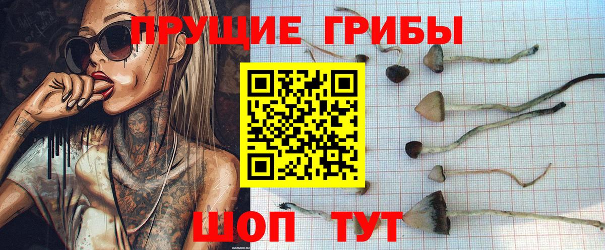 Галлюциногенные грибы Psilocybine cubensis Костомукша